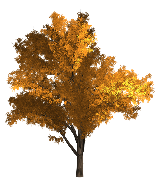 Free download Robinia Pseudoacacia Tree Black -  free illustration to be edited with GIMP free online image editor