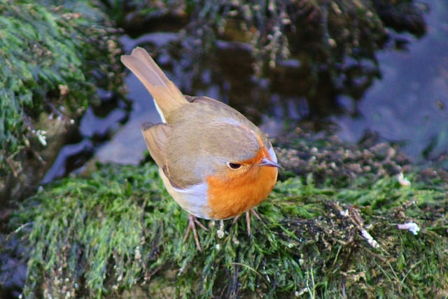 Free download robin lake riverbank songbird free picture to be edited with GIMP free online image editor