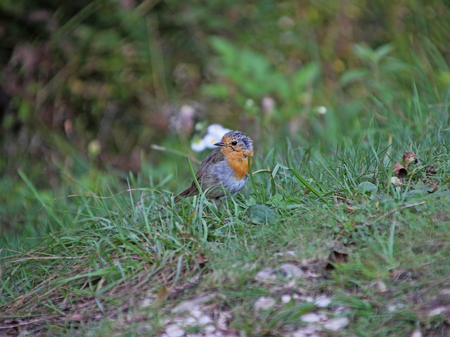 Free download robin meadow free picture to be edited with GIMP free online image editor