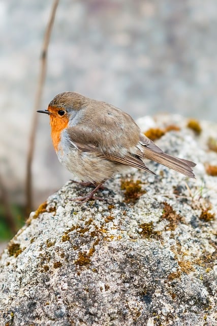 Free download robin nature bird songbird free picture to be edited with GIMP free online image editor