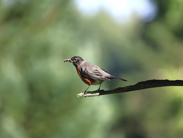 Free download robin nature bird wildlife free picture to be edited with GIMP free online image editor