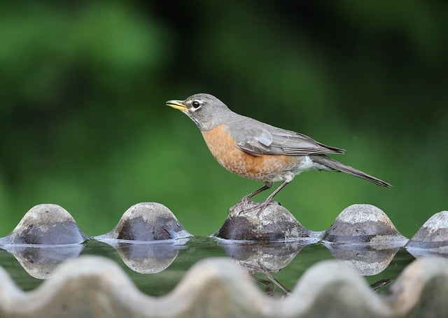 Free download robin nature bird wildlife avian free picture to be edited with GIMP free online image editor