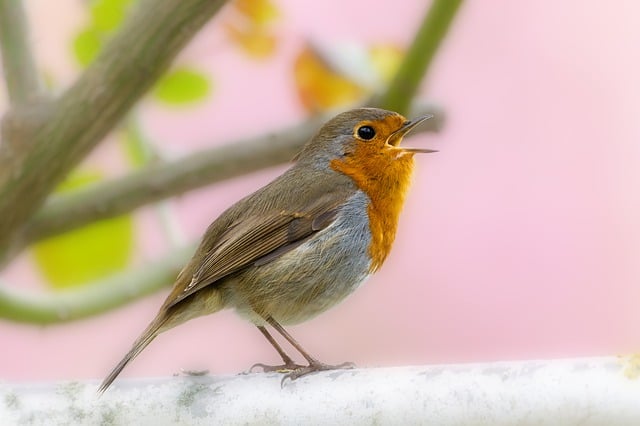 Free download robin redbreast animal bird free picture to be edited with GIMP free online image editor
