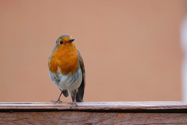 Free download robin redbreast bird background free picture to be edited with GIMP free online image editor