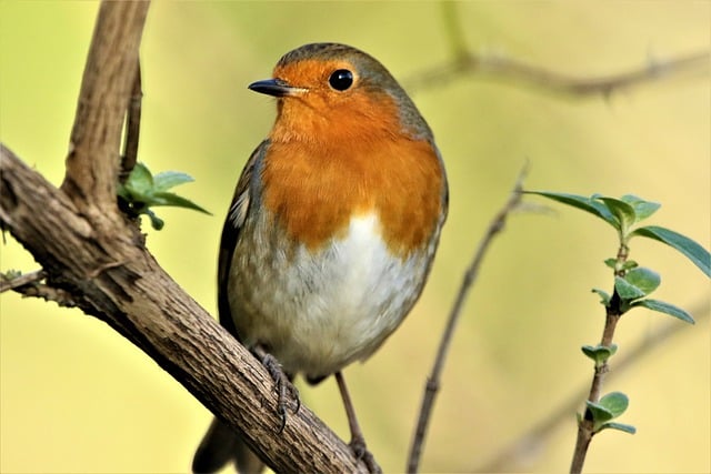 Free download robin redbreast bird robin nature free picture to be edited with GIMP free online image editor