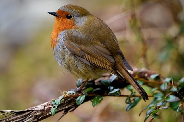 Free download robin redbreast robin bird free picture to be edited with GIMP free online image editor
