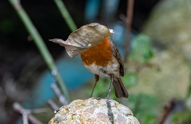 Free download robin robin redbreast bird animal free picture to be edited with GIMP free online image editor