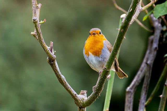 Free download robin robin redbreast european robin free picture to be edited with GIMP free online image editor