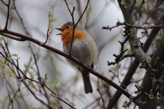 Free download robin songbird bird singing free picture to be edited with GIMP free online image editor