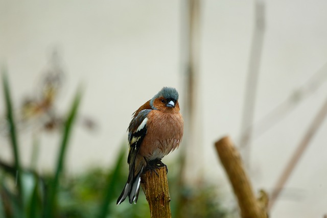 Free download robin songbird bird spring cub free picture to be edited with GIMP free online image editor