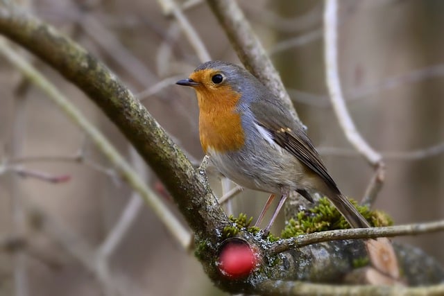 Free graphic robin songbird foraging park to be edited by GIMP free image editor by OffiDocs