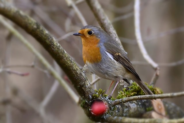Free download robin songbird foraging park free picture to be edited with GIMP free online image editor