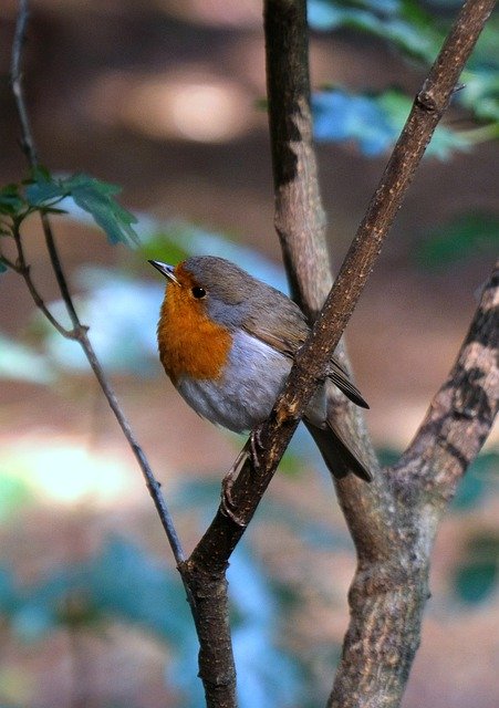 Download gratuito di Robin Songbird Forest: foto o immagine gratuita da modificare con l'editor di immagini online GIMP