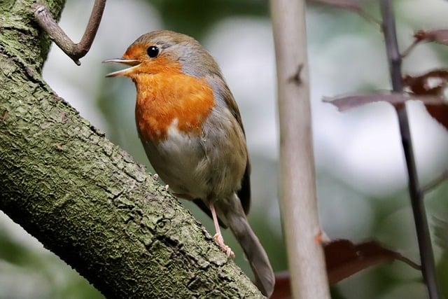 Free download robin songbird garden bird free picture to be edited with GIMP free online image editor