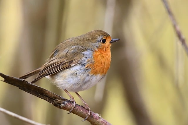 Free download robin songbird park branch tree free picture to be edited with GIMP free online image editor