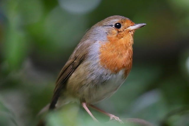 Free download robin songbird small bird free picture to be edited with GIMP free online image editor