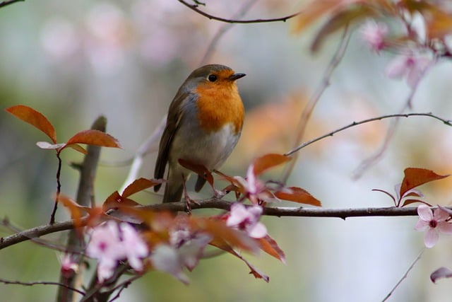 Free download robin songbird small bird bird free picture to be edited with GIMP free online image editor