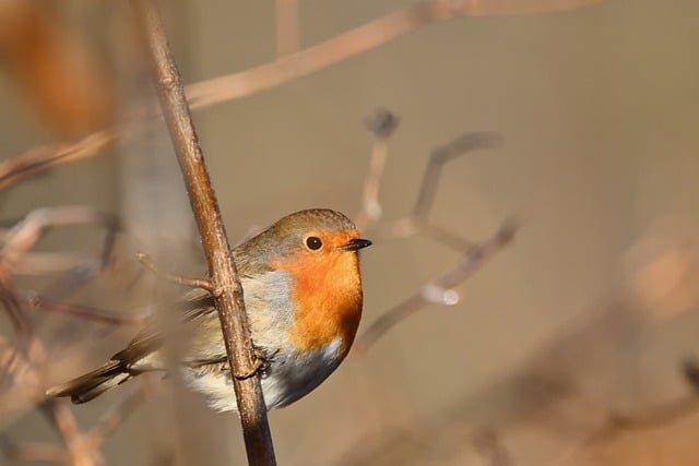 Free download robin sunrise songbird wildlife free picture to be edited with GIMP free online image editor