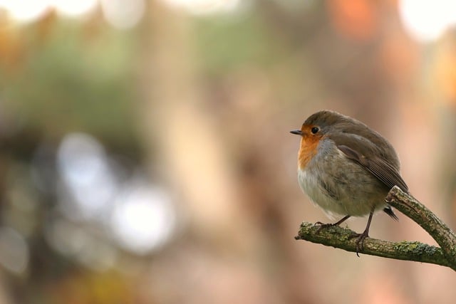 Free download robin tree garden bird flying free picture to be edited with GIMP free online image editor