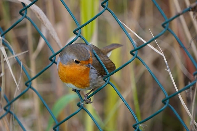 Free download robin wire mesh fence bird animal free picture to be edited with GIMP free online image editor