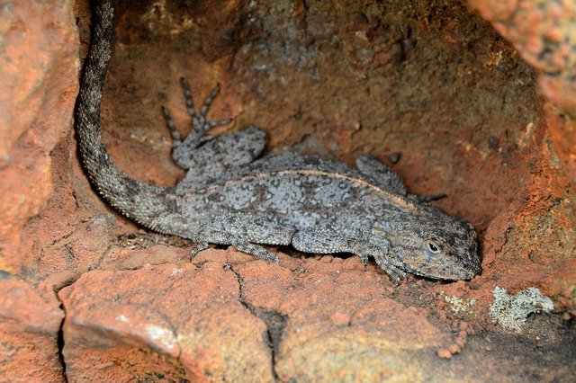 Template Photo Rock Agama Lizard -  for OffiDocs
