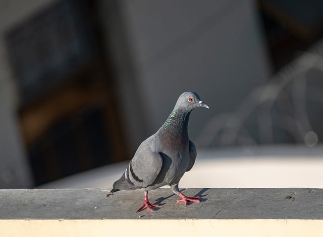 Free download rock dove pigeon bird animal free picture to be edited with GIMP free online image editor