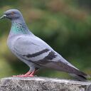 rock dove wallpaper  screen for extension Chrome web store in OffiDocs Chromium