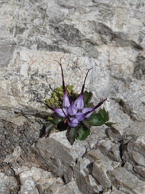 Безкоштовно завантажте Rock Flower Nature - безкоштовну фотографію або зображення для редагування за допомогою онлайн-редактора зображень GIMP