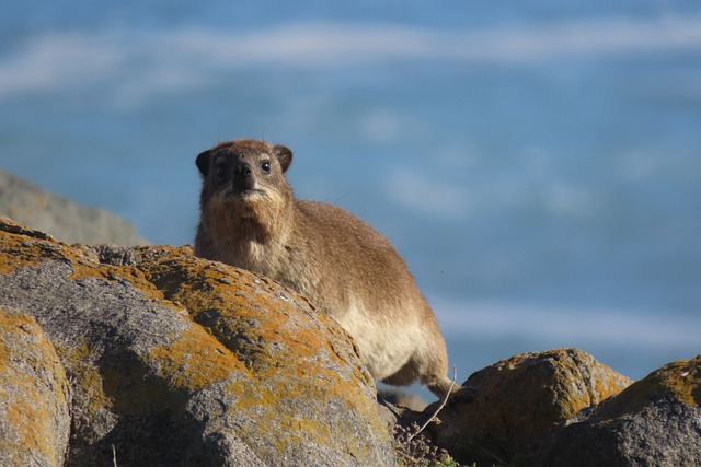 Free download rock hyrax rock rabbit rocks ocean free picture to be edited with GIMP free online image editor