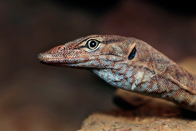 Free download rock monitor wildlife animal free picture to be edited with GIMP free online image editor
