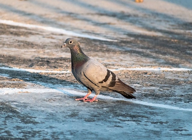 Free download rock pigeon rock dove bird pigeon free picture to be edited with GIMP free online image editor