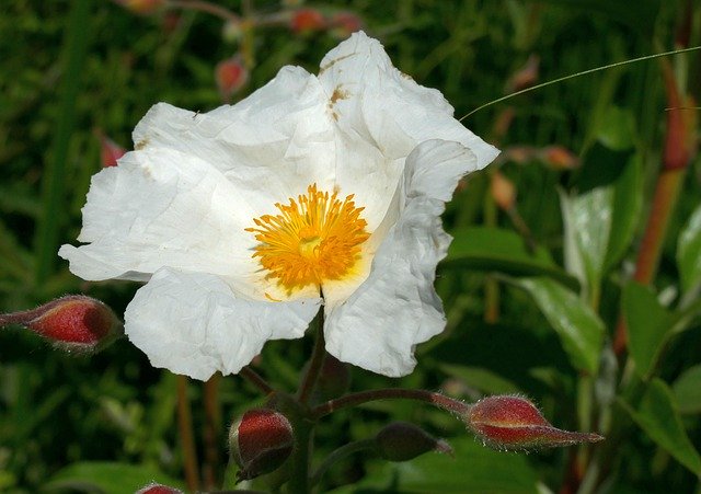 Ücretsiz indir Rockrose Garden Blossom - GIMP çevrimiçi resim düzenleyiciyle düzenlenecek ücretsiz fotoğraf veya resim