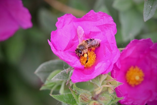 Free download rockrose honey bee insect pollinate free picture to be edited with GIMP free online image editor