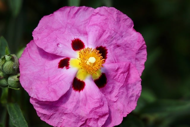 Free download rockrose ornamental plant free picture to be edited with GIMP free online image editor