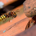 rocks and bees  screen for extension Chrome web store in OffiDocs Chromium