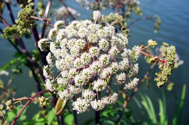 Descarga gratuita Rocks Umbellifer Flower - foto o imagen gratuita para editar con el editor de imágenes en línea GIMP