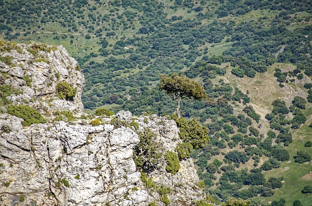 Free download rock tree spain andalusia free picture to be edited with GIMP free online image editor