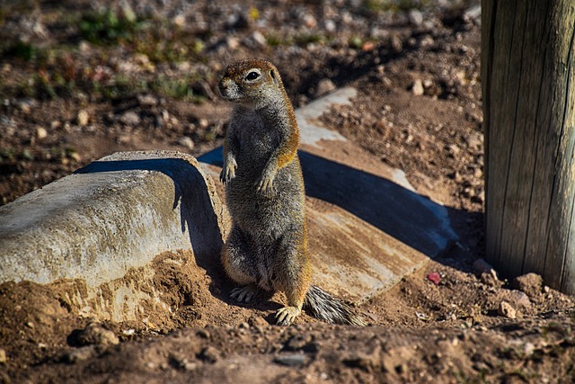 Free download rodent mammal wilderness nature free picture to be edited with GIMP free online image editor