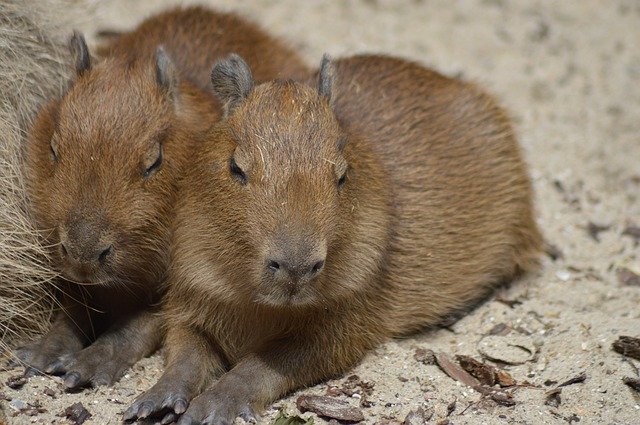Free download Rodents Babies Capybara -  free photo or picture to be edited with GIMP online image editor