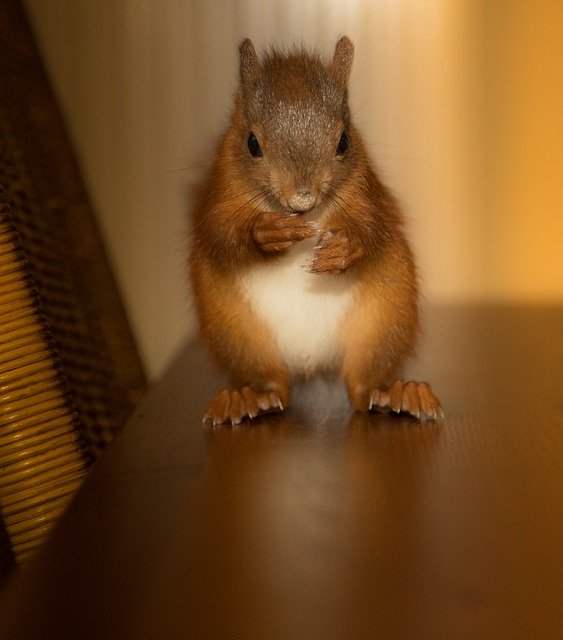 Unduh gratis Rodent Squirrel Cute - foto atau gambar gratis untuk diedit dengan editor gambar online GIMP