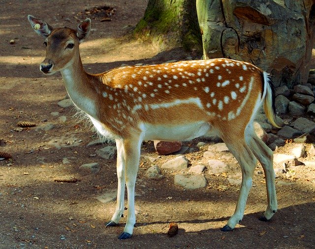 Unduh gratis Roe Deer Animal Nature - foto atau gambar gratis untuk diedit dengan editor gambar online GIMP