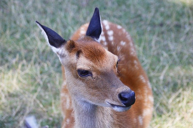 Free download Roe Deer Animal Nature Fallow -  free photo or picture to be edited with GIMP online image editor
