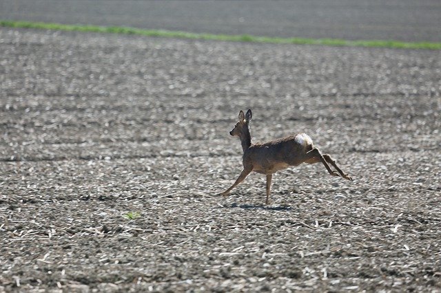 Free picture Roe Deer Bock Field -  to be edited by GIMP free image editor by OffiDocs