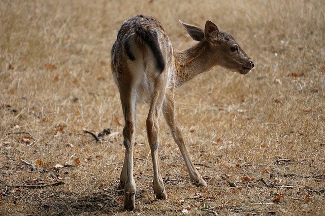 Free download roe deer deer meadow grass free picture to be edited with GIMP free online image editor