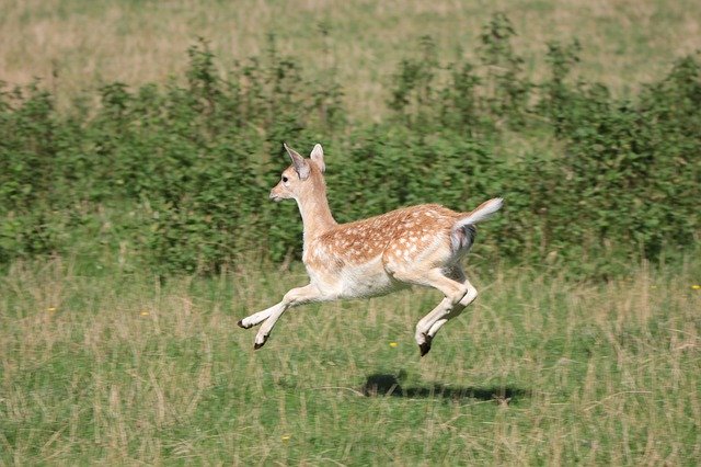 Muat turun percuma Roe Deer Hirsch Hinds Animal - foto atau gambar percuma percuma untuk diedit dengan editor imej dalam talian GIMP