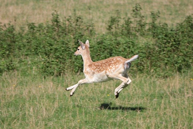 Free download Roe Deer Hirsch Hinds Animal -  free free photo or picture to be edited with GIMP online image editor