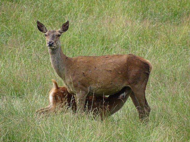 Free download Roe Deer Kitz Fawn -  free photo or picture to be edited with GIMP online image editor