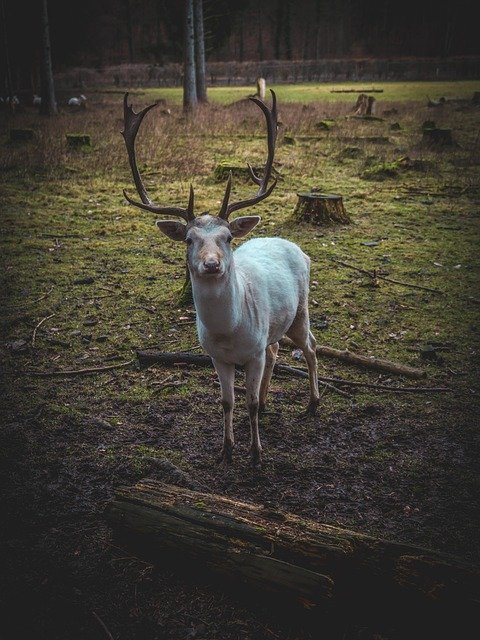 Free download Roe Deer Landscape Nature -  free photo or picture to be edited with GIMP online image editor