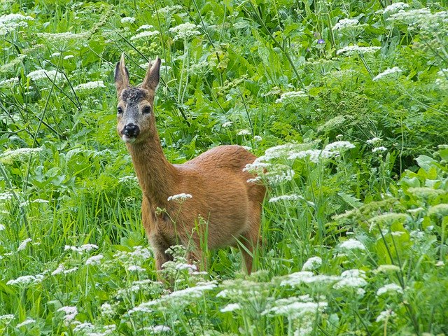 הורדה חינם Roe Deer Meadow Forest Animal - תמונה או תמונה בחינם לעריכה עם עורך התמונות המקוון GIMP