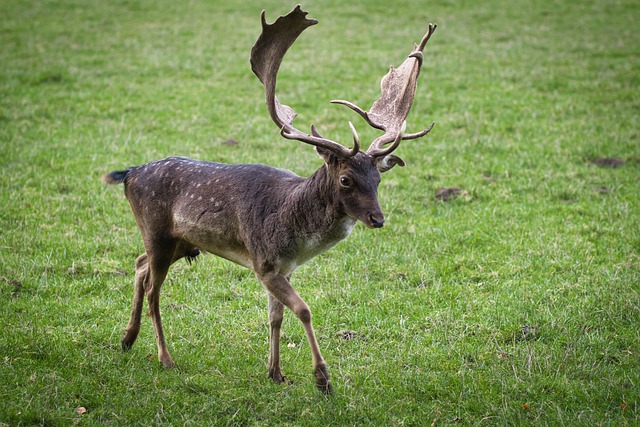 Free download roe deer nature forest wild free picture to be edited with GIMP free online image editor